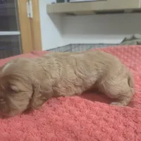 Red female, a female Cocker Spaniel for sale in Port Crane, NY – Photo 3 of 4