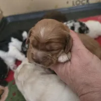 Red female, a female Cocker Spaniel for sale in Port Crane, NY – Photo 2 of 4