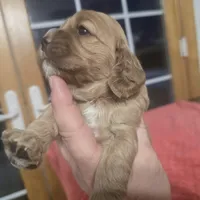 Red female, a female Cocker Spaniel for sale in Port Crane, NY – Photo 4 of 4