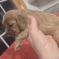 Red female, a female Cocker Spaniel for sale in Port Crane, NY – Photo 1 of 4