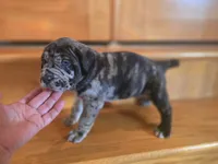 Drake, a male American Mastiff for sale in Port Crane, NY – 3 of 3
