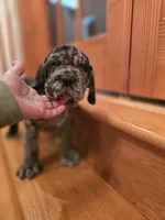 Erle, a male Neapolitan Mastiff for sale in Port Crane, NY – 5 of 6
