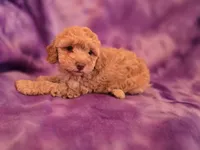Bella, a female Poodle - Toy  for sale in Port Crane, NY – 4 of 4