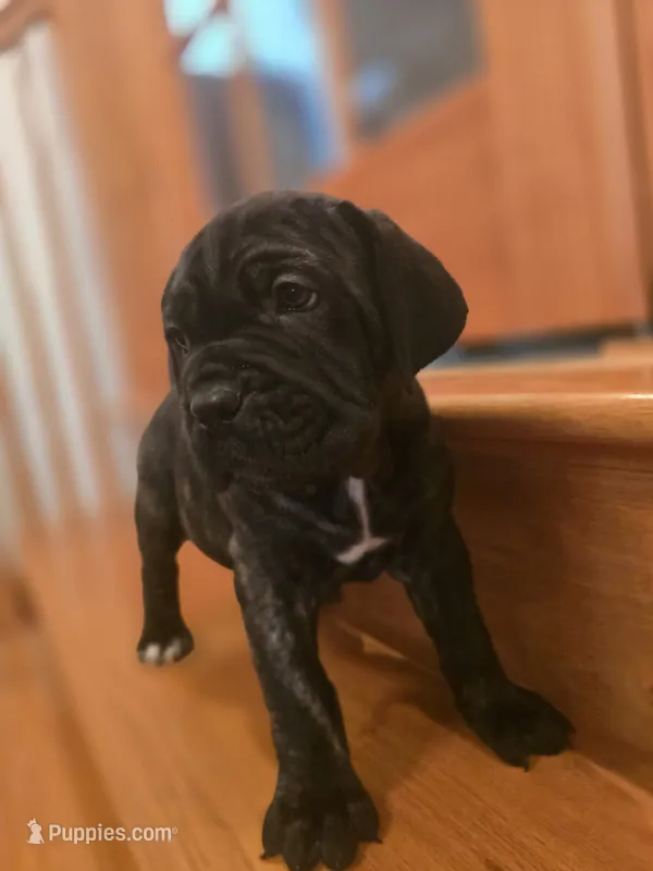 Brindle girl – American Mastiff puppy for sale in Port Crane, NY