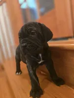 Brindle girl, a female American Mastiff for sale in Port Crane, NY – 3 of 4