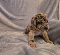 Dozer, a male Neapolitan Mastiff for sale in Port Crane, NY – 2 of 4