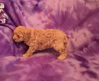 Bella, a female Poodle - Toy  for sale in Port Crane, NY – 3 of 4