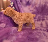 Bella, a female Poodle - Toy  for sale in Port Crane, NY – 2 of 4