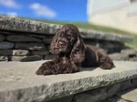 Charlie, a male Cocker Spaniel for sale in Port Crane, NY – Photo 1 of 7