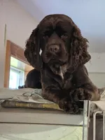 Charlie, a male Cocker Spaniel for sale in Port Crane, NY – Photo 5 of 7