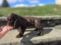 Charlie, a male Cocker Spaniel for sale in Port Crane, NY – Photo 7 of 7