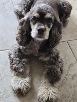 Charlie, a male Cocker Spaniel for sale in Port Crane, NY – Photo 2 of 7