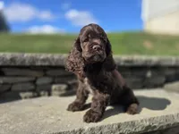 Charlie, a male Cocker Spaniel for sale in Port Crane, NY – Photo 6 of 7