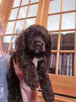 Charlie, a male Cocker Spaniel for sale in Port Crane, NY – Photo 3 of 7