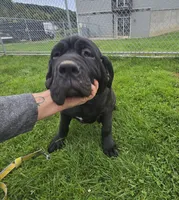 Black female, a female Neapolitan Mastiff for sale in Port Crane, NY – 2 of 4