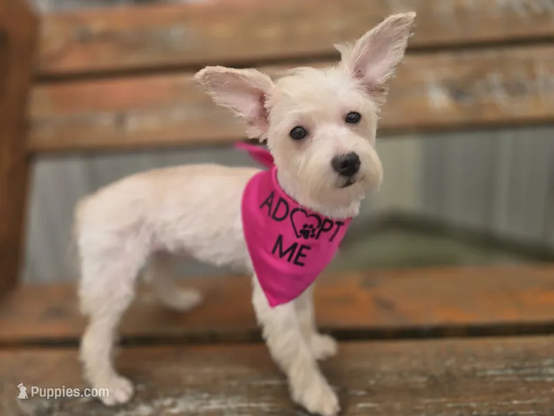 Zoey – Westiepoo puppy for sale in Port Crane, NY