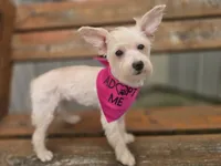 Zoey, a female Westiepoo for sale in Port Crane, NY – 1 of 2
