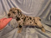 Dozer, a male Neapolitan Mastiff for sale in Port Crane, NY – 4 of 4