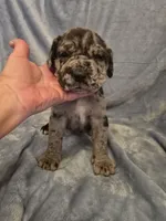 Erle, a male Neapolitan Mastiff for sale in Port Crane, NY – 3 of 5