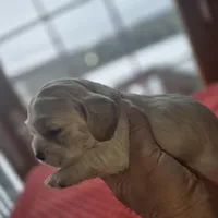 Buffy, a female Cocker Spaniel for sale in Port Crane, NY – Photo 4 of 4
