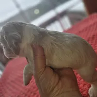 Buffy, a female Cocker Spaniel for sale in Port Crane, NY – Photo 3 of 4