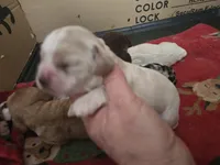 Buffy, a female Cocker Spaniel for sale in Port Crane, NY – Photo 1 of 2