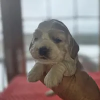 Buffy, a female Cocker Spaniel for sale in Port Crane, NY – Photo 1 of 4