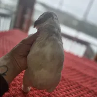Buffy, a female Cocker Spaniel for sale in Port Crane, NY – Photo 2 of 4