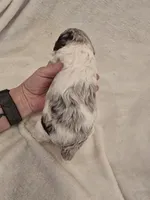 Female 1, a female Cockapoo for sale in Port Crane, NY – 3 of 3