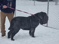 Dozer, a male American Mastiff for sale in Port Crane, NY – 4 of 7