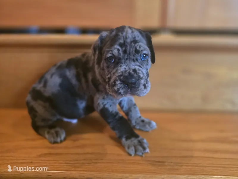 Ozzy – American Mastiff puppy for sale in Port Crane, NY