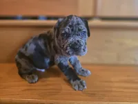 Ozzy, a male American Mastiff for sale in Port Crane, NY – 1 of 3