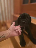 Brindle girl, a female American Mastiff for sale in Port Crane, NY – 4 of 4