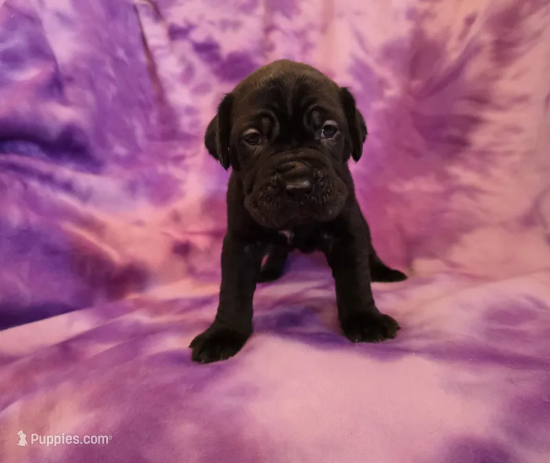 Ebony – American Mastiff puppy for sale in Port Crane, NY