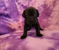 Ebony, a female American Mastiff for sale in Port Crane, NY – 1 of 3