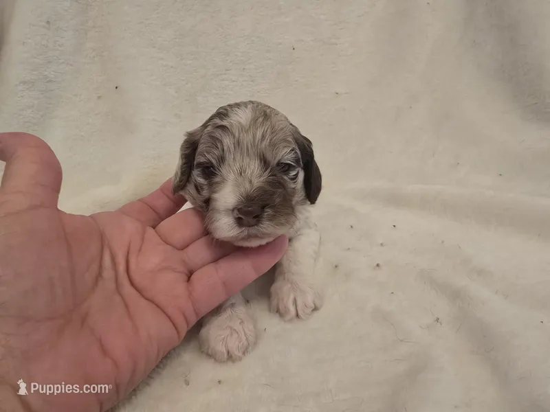 Female 1 – Cockapoo puppy for sale in Port Crane, NY
