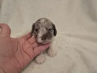 Female 1, a female Cockapoo for sale in Port Crane, NY – 1 of 3