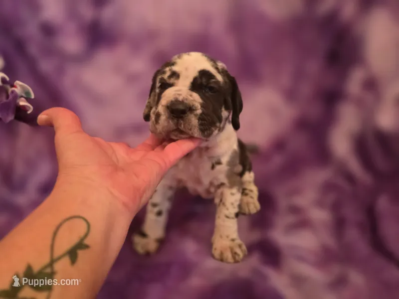 Daphne – Neapolitan Mastiff puppy for sale in Port Crane, NY