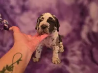 Daphne, a female Neapolitan Mastiff for sale in Port Crane, NY – 1 of 2