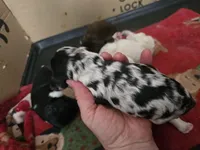 Freckles , a female Cocker Spaniel for sale in Port Crane, NY – Photo 2 of 2
