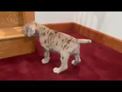 Merle girl, a female Neapolitan Mastiff for sale in Port Crane, NY – 3 of 3