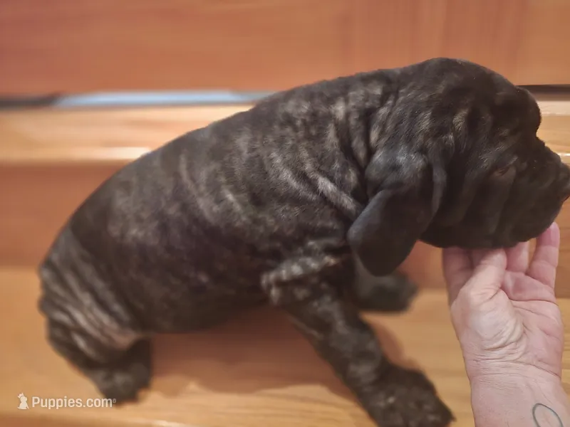 Brindle boy – American Mastiff puppy for sale in Port Crane, NY