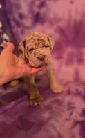 Merle girl, a female Neapolitan Mastiff for sale in Port Crane, NY – 2 of 4
