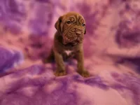 Coco, a female American Mastiff for sale in Port Crane, NY – 4 of 4