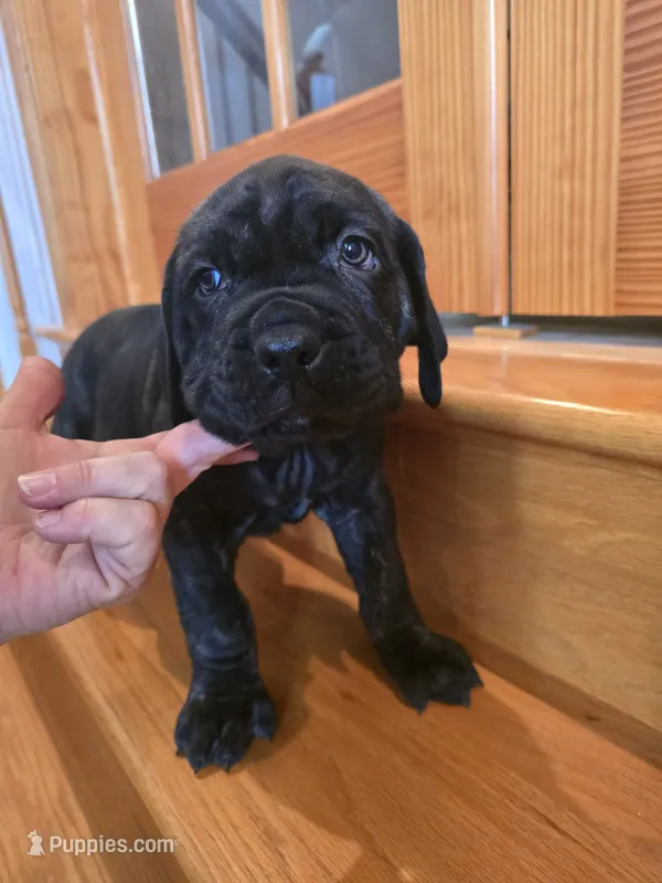 Brindle boy – American Mastiff puppy for sale in Port Crane, NY