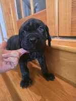 Brindle boy, a male American Mastiff for sale in Port Crane, NY – 1 of 2