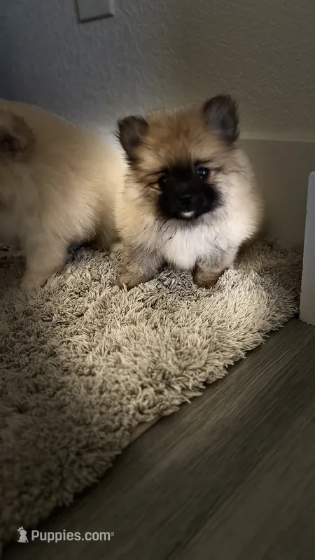 Suzi – Pomeranian puppy for sale in Sacramento, CA
