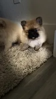 Suzi, a female Pomeranian for sale in Sacramento, CA – 1 of 4