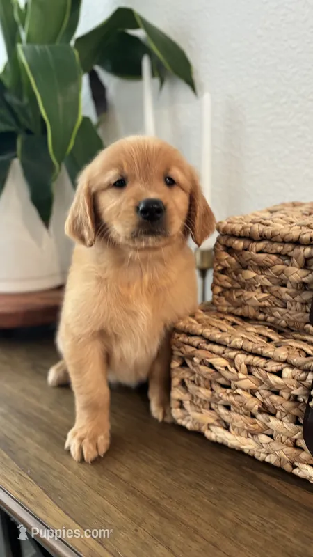 Stella – Golden Retriever puppy for sale in Sacramento, CA