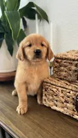 Stella, a female Golden Retriever for sale in Sacramento, CA – 1 of 2